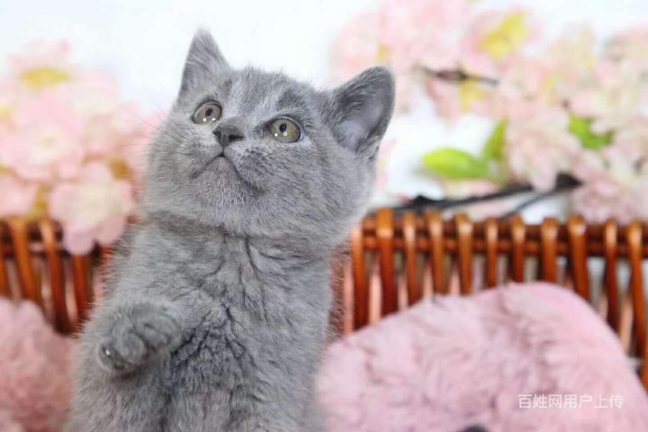 资阳专业繁育蓝猫带cfa证书,支持官网查询 签协议