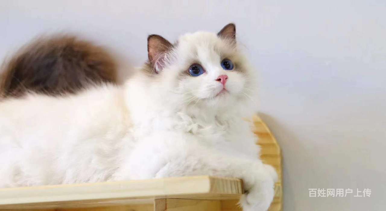 黄冈颜值高 仙女喵 布偶猫枫叶脸 眼睛超蓝 纯种