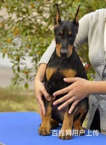 德系杜宾 杜宾幼犬 纯种健康欢迎上门看狗 - 图片 4