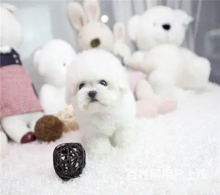 纯种比熊 小体比熊 带证书芯片出售中 - 图片 2