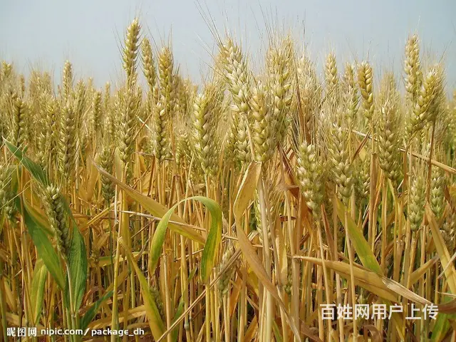 睢宁县梁集镇戚姬村有零散十几亩土地出租 - 图片 3