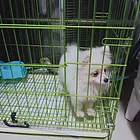 博美