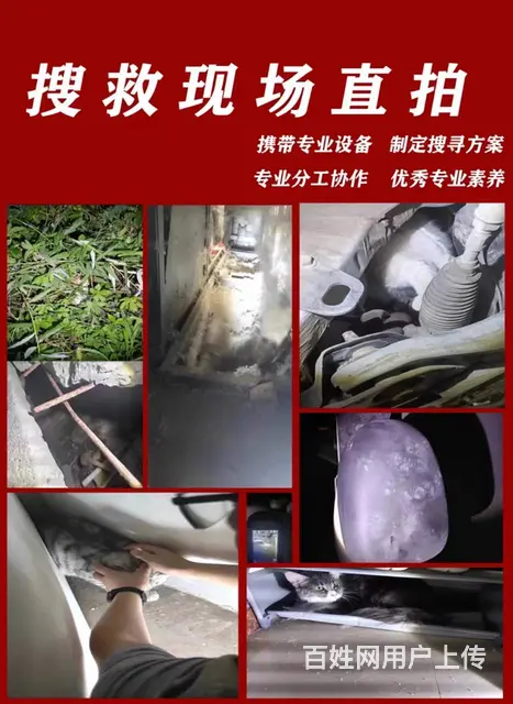 猫跑丢了怎么找 有效专业找猫团队怎么收费 - 图片 2