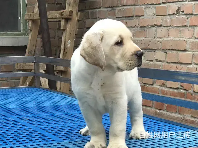 纯种拉布拉多幼犬冠军级后代保健康签协议带证书 - 图片 4