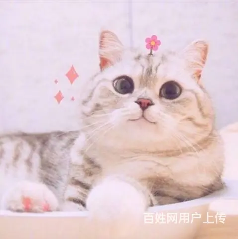 寻觅一个陪伴彼此的！真诚 - 图片 1