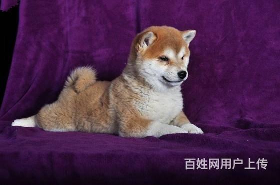 純種日本柴 賽級柴犬寵物狗家養繁殖絕對健康質保一年的圖片