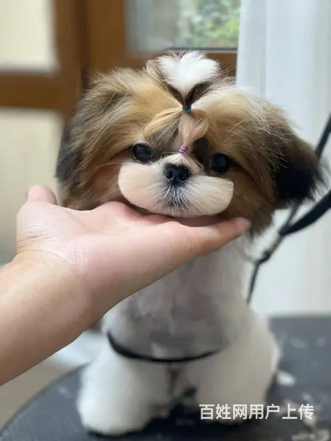 纯种西施犬多少钱一只 西施幼犬价格多少钱 西施智商 - 图片 6
