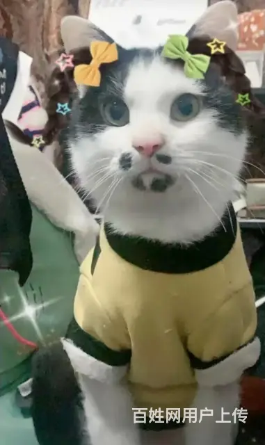 找猫找狗新乡专业寻宠团队成功帮助客户找到猫咪 - 图片 3