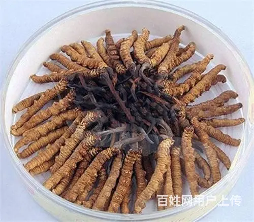 白云冬虫夏草回收价钱是多少 - 图片 1