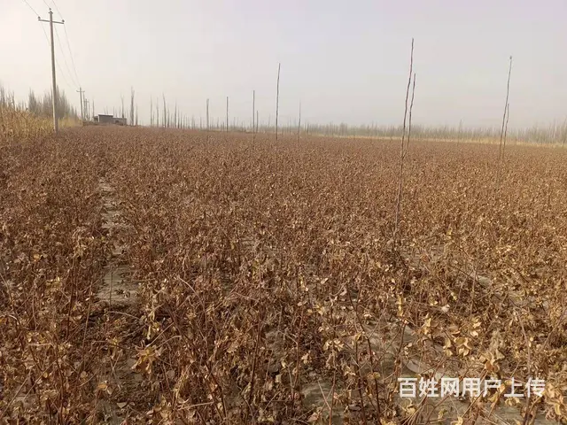 B个人一阿瓦提三分场梨园出售 - 图片 3