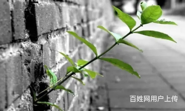 招长期洗碗工五名 - 图片