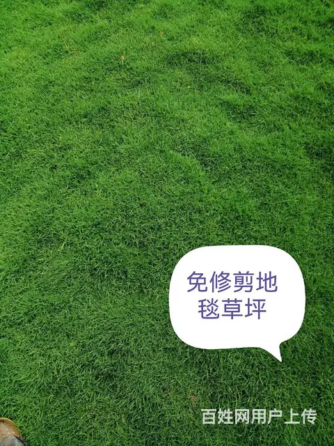 新品种花卉垂丝丁香欧丁香专业除杂草苗木修剪 - 图片 4