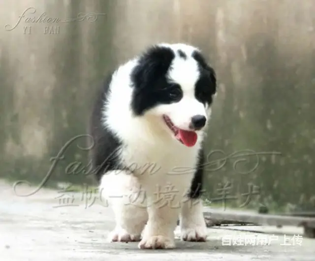 出售   高品质边牧宝宝【益帆边境犬舍】 - 图片 1