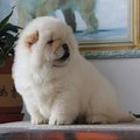 纯种松狮肉嘴松狮。犬舍直销、让顾客买的放心和纯种