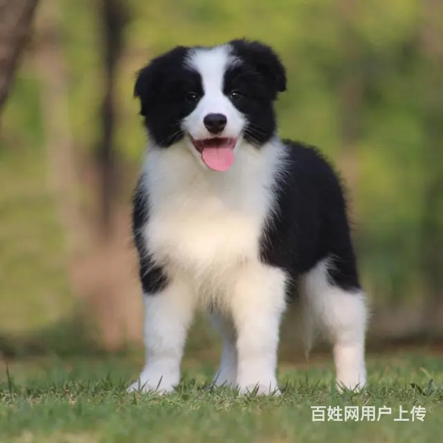 北京【CKU边牧犬舍】边牧现货可挑边牧价格图片视频 - 图片 4