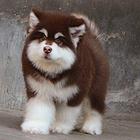 纯种阿拉斯加雪橇犬 高品质阿拉斯加幼犬待售