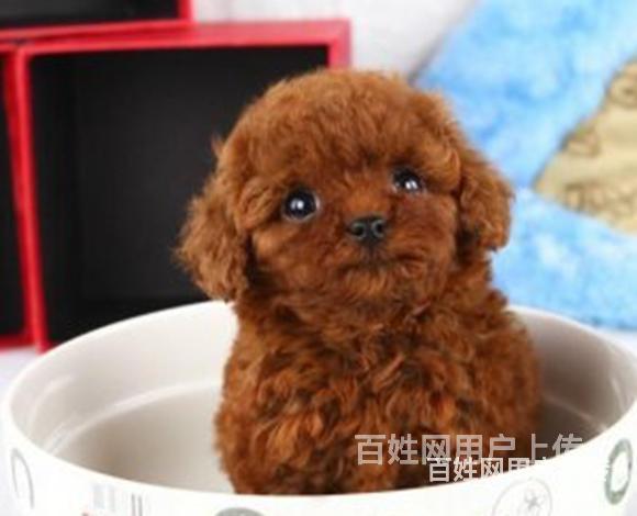 迪庆如何挑选好看的泰迪纯种泰迪多少钱的图片