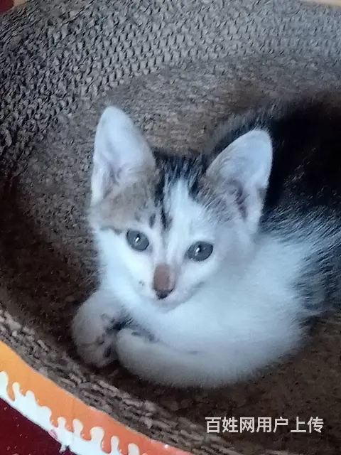 新来两只漂亮可爱的小猫咪 - 图片 3