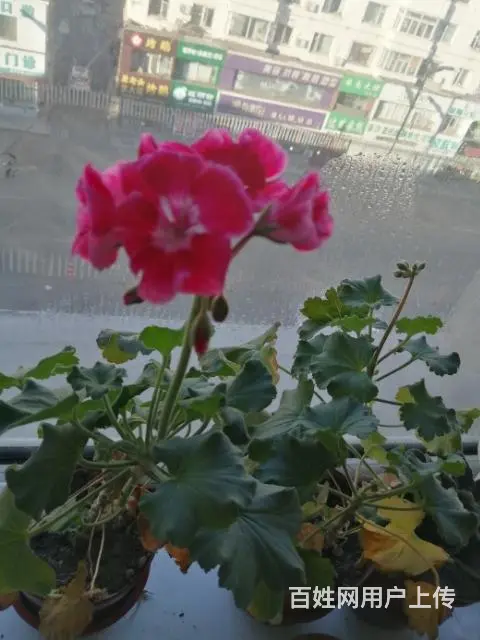 卖花 - 图片