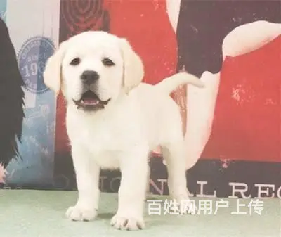 纯种拉布拉多幼犬 骨量大头版好 疫苗齐全 - 图片 1