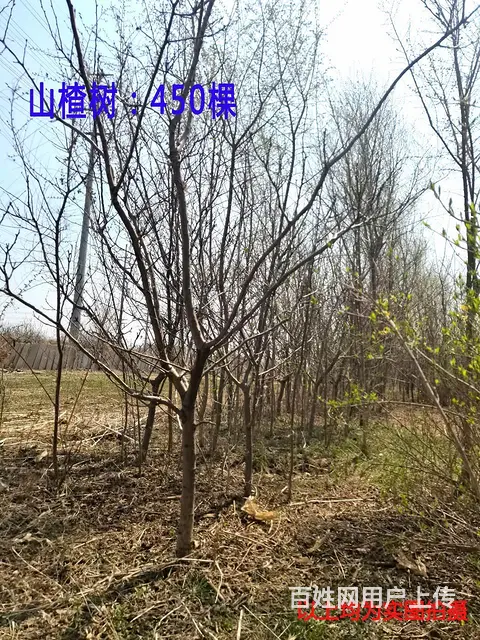 自家果木 树木 价格电联 - 图片 3