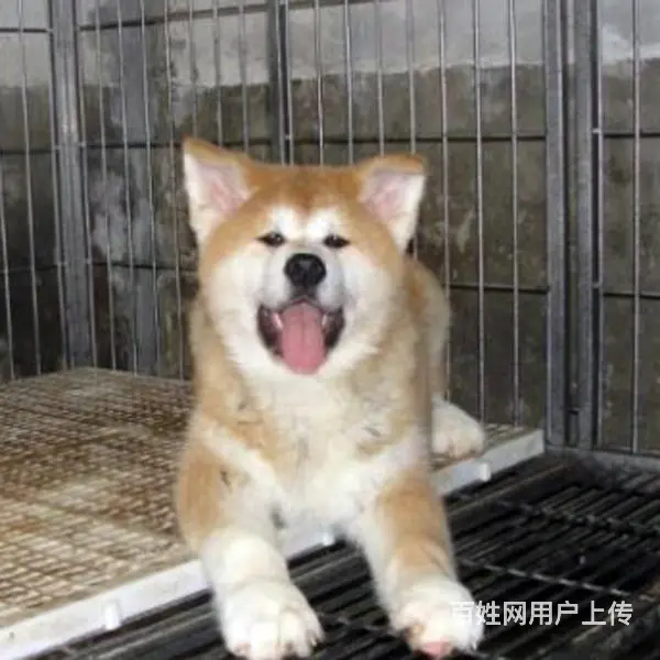 长春卖秋田犬的狗场，小秋田犬多少钱一只 - 图片 10