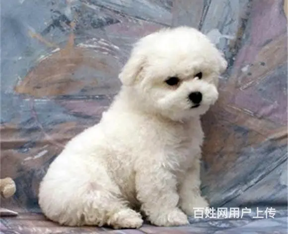滨州比熊犬舍位置 本地比熊犬舍地址在哪儿 - 图片 4