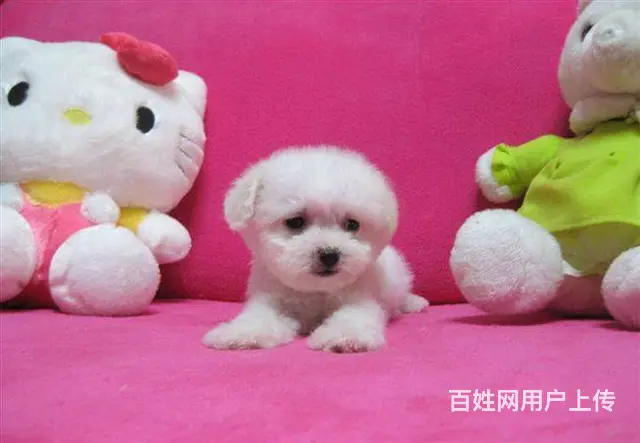 可爱卷毛小体比熊犬 宠物比熊幼犬狗狗来了 - 图片 7