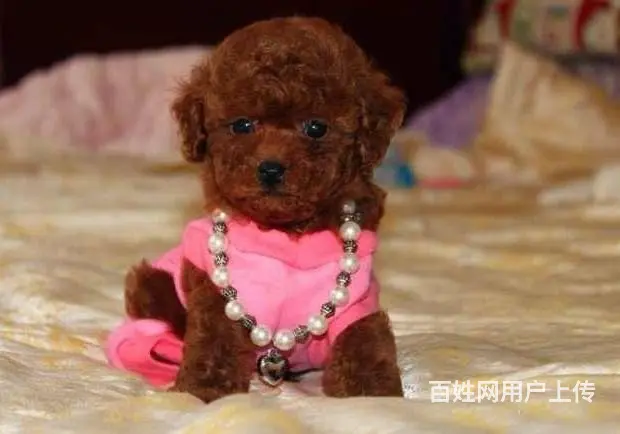 广州纯种贵宾犬价格 狗舍直销 包纯种健康签协议 - 图片 4