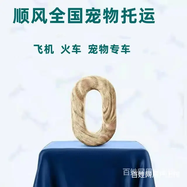 2022常州市到全国）宠物托运（猫狗）邮寄快递（宠物活体运输 - 图片 2