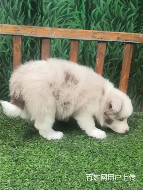 广州比熊犬舍，专业繁殖各种名猫名犬，广州金毛犬之家 - 图片 1