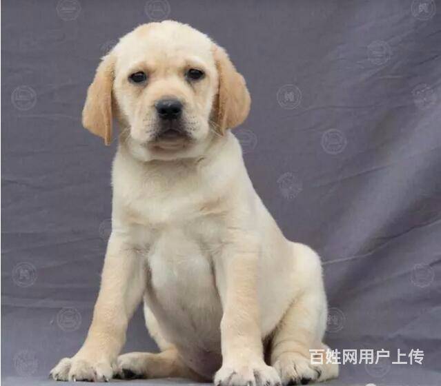 純種拉布拉多犬幼犬導盲犬 拉多幼犬 拉布拉多價格