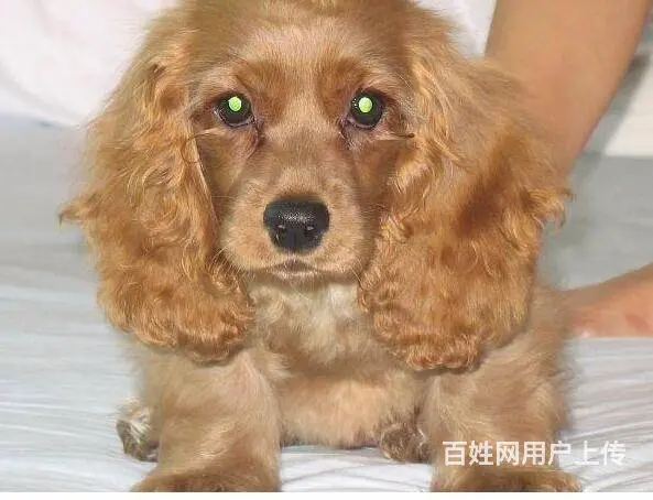出售聪明活泼可卡宝宝 血统纯正 健康质保 签协议 - 图片 8