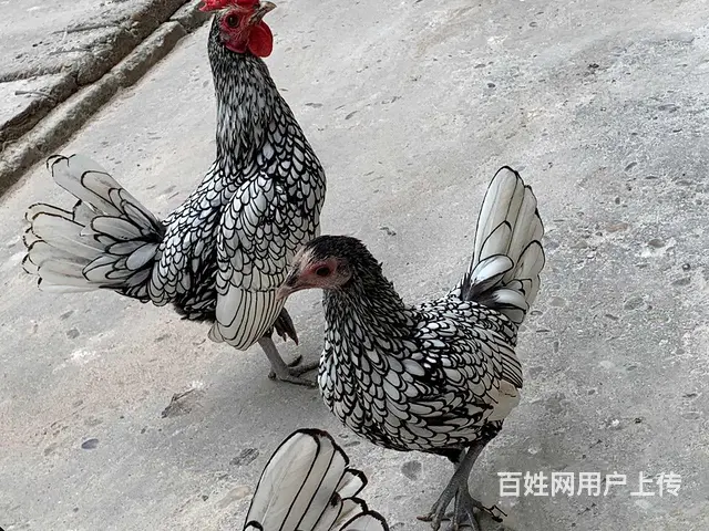 波兰鸡基地 - 图片 6