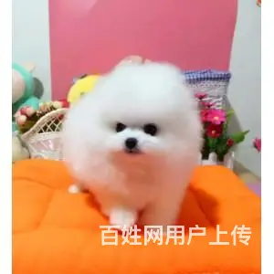哪里有出售博美犬 长期出售哈多利 俊介 博美犬 - 图片 7