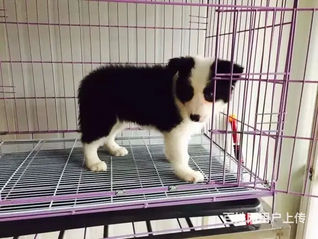 辽阳边牧养殖户 繁殖边牧幼犬的地址 - 图片 8