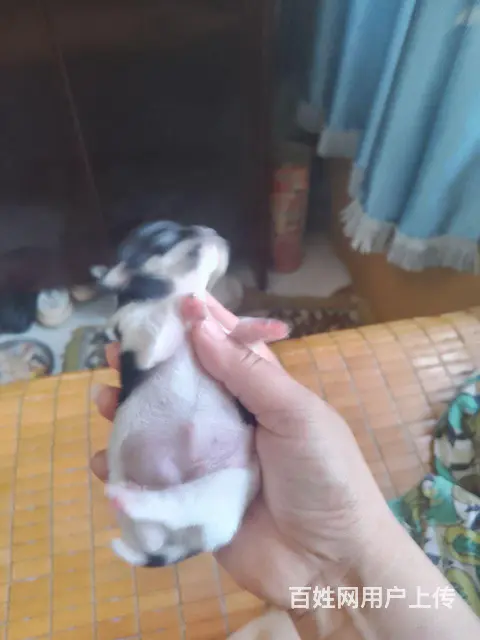 自家繁育 - 图片 5