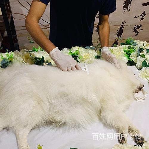 丹阳猫咪去世怎么办？,丹阳专业处理宠物善后的图片