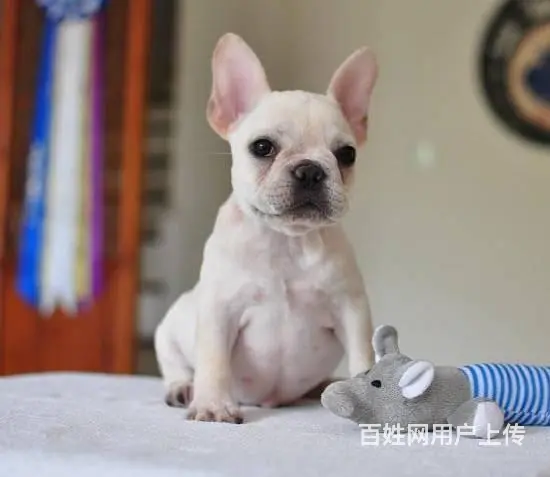 纯正法国斗牛犬，专业繁殖血统纯正，三年质保协议 - 图片 7