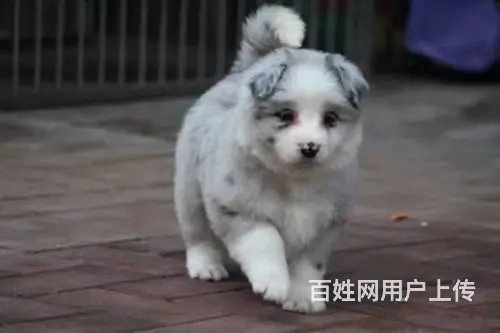 纯种边境牧羊犬 赛级血统 血统纯正 - 图片 2