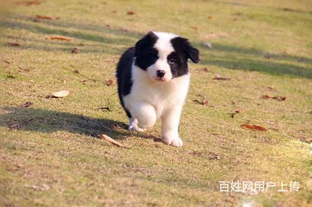 纯种边牧 健康的边境幼犬 双血统边牧出售的图片