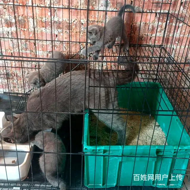 猫猫 - 图片 3