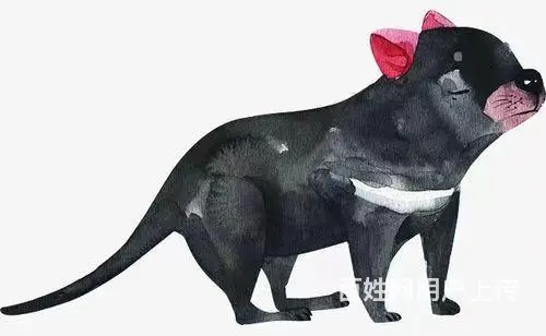 丽水宠物托运（猫狗柴犬）（全国活体运输）一对一上门接 全程视 - 图片 1