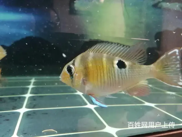 圣塔伦月亮宝石鱼 - 图片