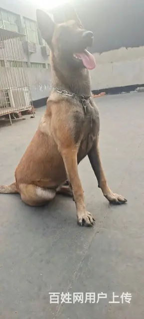 德国进口二代马犬 - 图片 1
