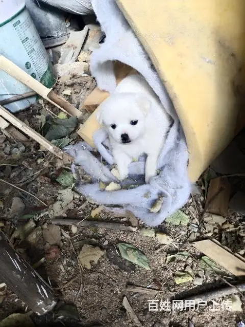 小狗赠送 - 图片 3