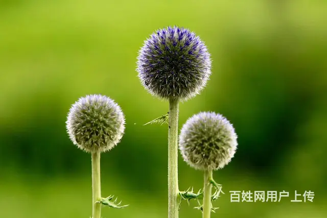 呼伦贝尔大草原自由行包车师傅推荐《王师傅》 - 图片 5
