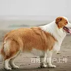延边卡斯罗一般价位【卡斯罗犬舍】地址