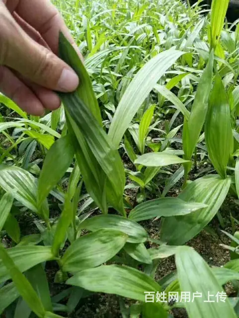 湖北百草堂白芨种植优越很靠谱，带给你的不只是好机遇 - 图片