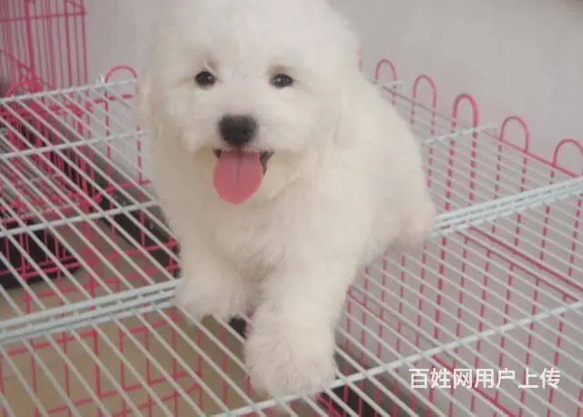 茶杯体比熊幼犬双血统比熊图片精品小体比熊多少钱一只 - 图片 8